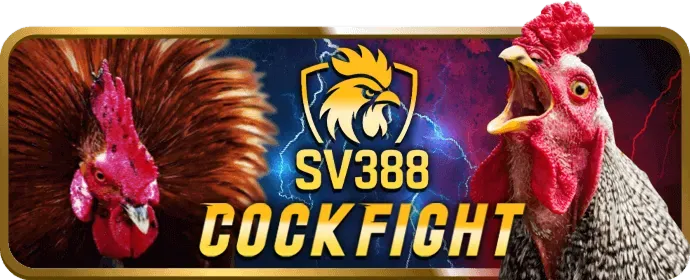 Đá gà b29